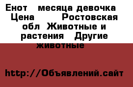 Енот 2 месяца девочка › Цена ­ 12 - Ростовская обл. Животные и растения » Другие животные   